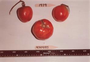 Click for 1 image(s) for this accession. FRUIT